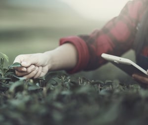 gardening